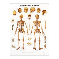 Anatomy Chart: Human Skeleton